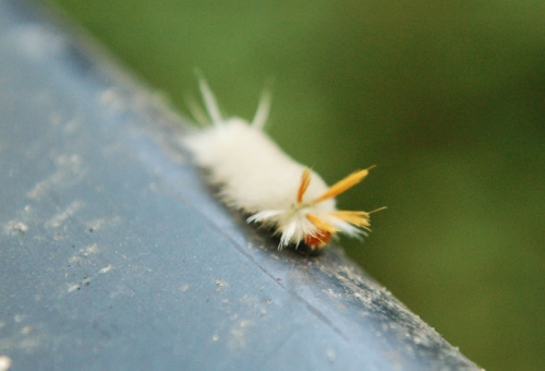 Tennessee has the craziest little bugs. These little guys looked like something out of Maggie and the Ferocious Beast.