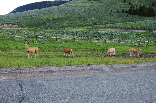 This was the scene so many times on the drive to Cody. Actually, more wildlife than when we went through Yellowstone!